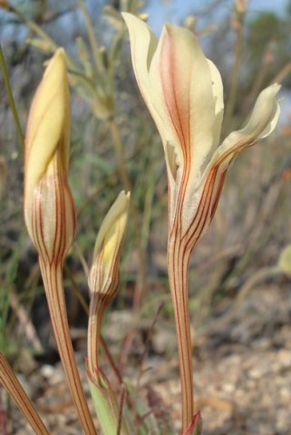 Lapeirousia fabricii flowing lines